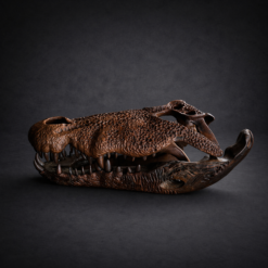 Leadwood Crocodile Skull